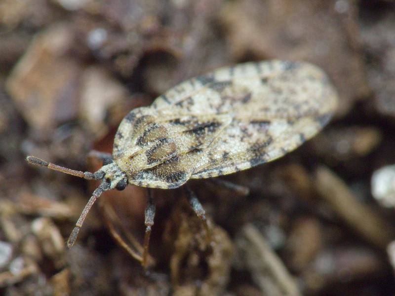 Tingis (Tingis) cardui (Linnaeus, 1758)